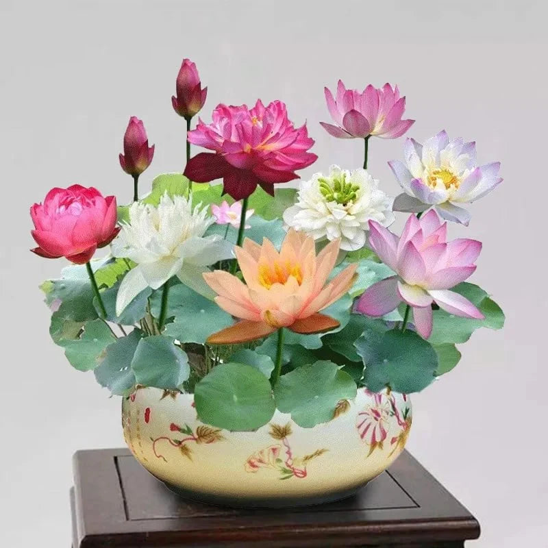 🌸[7 days germination] Last Day Sale - 50% OFF💐The Sacred Bonsai Bowl Lotus Flower
