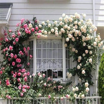 Climbing Vine Rose Flower Seeds🌹9 Stunning Colors